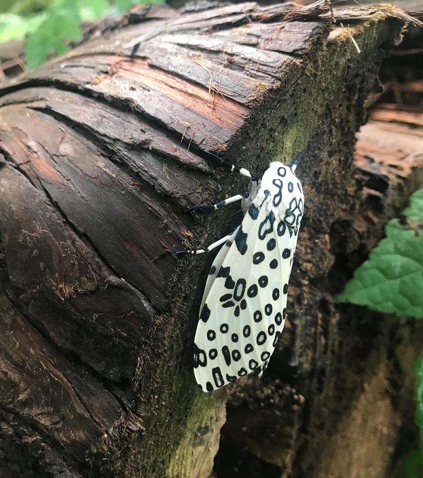 leopard moth.jpg