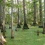 cypress wetland